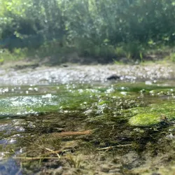 Parco Fluviale del Serchio - Porcari