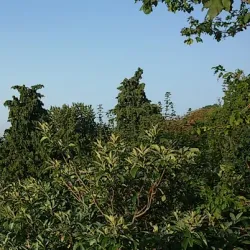 Chiesa di San Francesco - Porto Potenza Picena