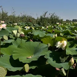 Santuario della Madonna delle Grazie - Porto Potenza Picena