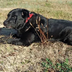 Parco Comunale di Porto San Giorgio - Porto San Giorgio