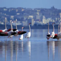Parco Naturale Molentargius - Saline - Quartu Sant'Elena