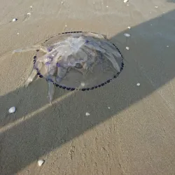 Rimini Beach - Rimini