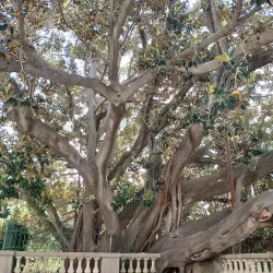 Giardini della Villa Ormond - Sanremo