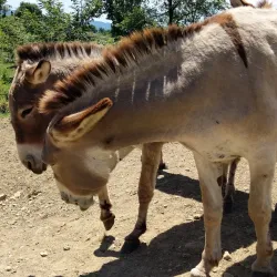 Fattoria di Maiano - Sesto Fiorentino