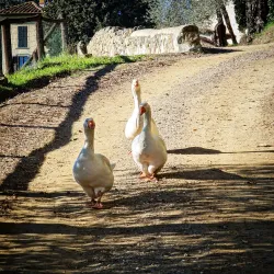 Fattoria di Maiano - Sesto Fiorentino