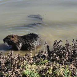 Parco della Piana - Sesto Fiorentino