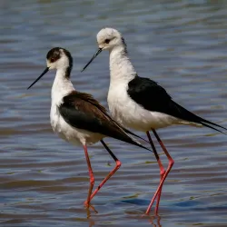 Parco della Piana - Sesto Fiorentino