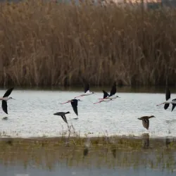Parco della Piana - Sesto Fiorentino