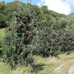 Valtellina Wine Route - Sondrio