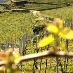 Valtellina Wine Route - Sondrio