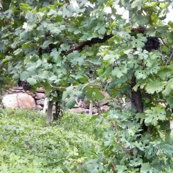 Valtellina Wine Route - Sondrio