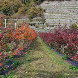 Via dei Terrazzamenti - Sondrio