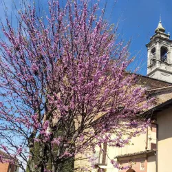 Chiesa di San Giovanni Battista - Stradella
