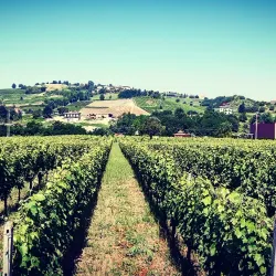 Local Wineries and Vineyards - Stradella