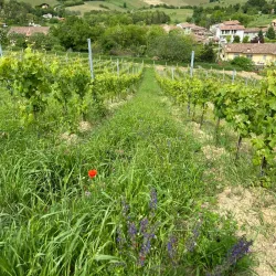 Local Wineries and Vineyards - Stradella