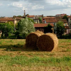 Local Markets of Taglio di Po - Taglio di Po (Rovigo)