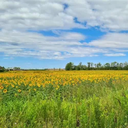 Local Markets of Taglio di Po - Taglio di Po (Rovigo)