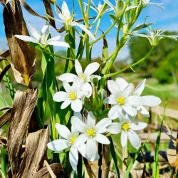Local Markets of Taglio di Po - Taglio di Po (Rovigo)