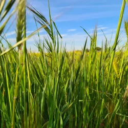 Taglio di Po Waterfront - Taglio di Po (Rovigo)