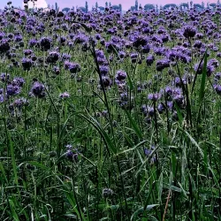 Taglio di Po Waterfront - Taglio di Po (Rovigo)
