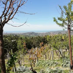 Church of San Lorenzo - Tavullia