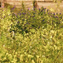 Spiaggia di Termoli (Termoli Beach) - Termoli