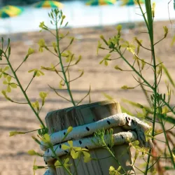 Spiaggia di Termoli (Termoli Beach) - Termoli