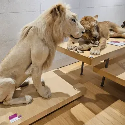 MUSE - Museo delle Scienze - Trento