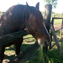 Parco delle Rimembranze - Tresigallo FE