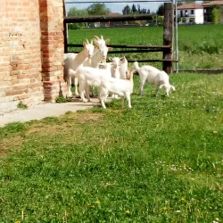 Parco delle Rimembranze - Tresigallo FE