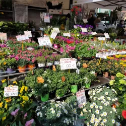 Mercato Settimanale di Treviglio - Treviglio