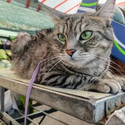 Mercato di Treviso - Treviso