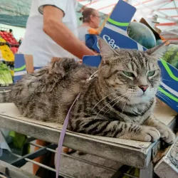 Mercato di Treviso - Treviso