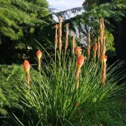 Piazza dei Signori - Treviso