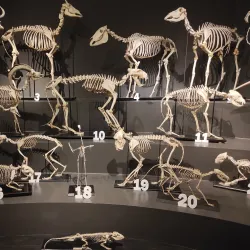 Civico Museo di Storia ed Arte - Trieste