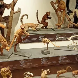 Civico Museo di Storia ed Arte - Trieste