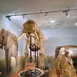 Civico Museo di Storia ed Arte - Trieste