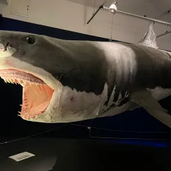 Civico Museo di Storia ed Arte - Trieste