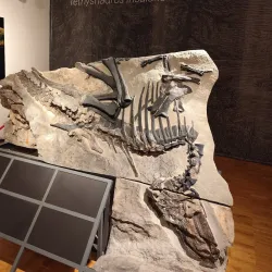 Civico Museo di Storia ed Arte - Trieste