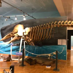 Civico Museo di Storia ed Arte - Trieste