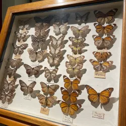 Civico Museo di Storia ed Arte - Trieste