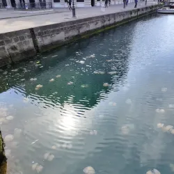 Ponterosso - Trieste