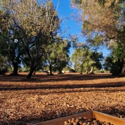 Olive Groves and Countryside Walks - Trinitapoli