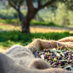 Olive Groves and Countryside Walks - Trinitapoli
