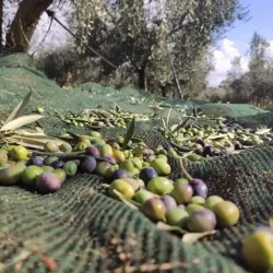 Olive Groves and Countryside Walks - Trinitapoli