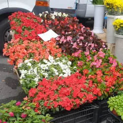 Local Markets and Festivals - Varazze