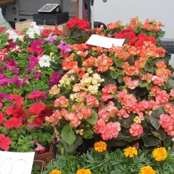 Local Markets and Festivals - Varazze