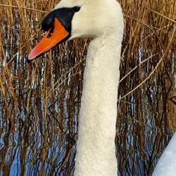 Lake Varese - Varese