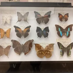 Museo Civico Archeologico di Varese - Varese