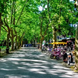 Pineta di Ponente - Viareggio